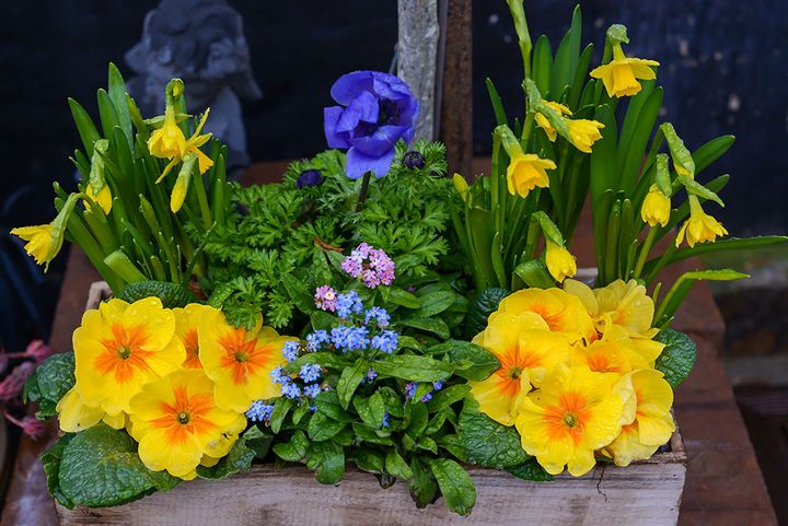 ワスレナグサの寄せ植え