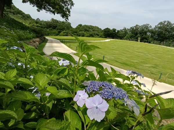 【静岡県伊東市】「はなうたガーデン-伊東-」で、春バラ見学会や写真教室・フォトコンテストを開催！