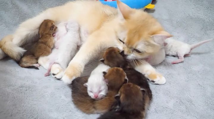 8匹の子猫達に愛情を注ぐ母猫