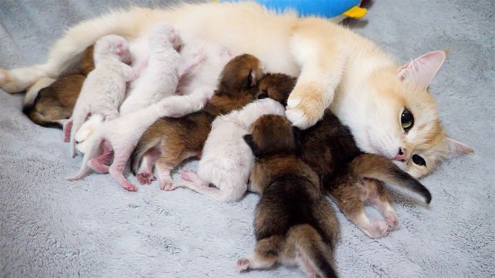 8匹の子猫達にミルクを飲ませる母猫