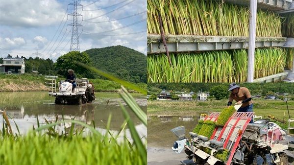【兵庫県丹波篠山市】かまい農場×VTuber猫宮ひなたの「オリジナル米づくりプロジェクト」がスタート！