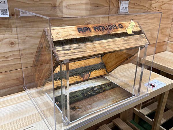 【埼玉県志木市】日本初・プロポリスミュージアムが誕生！富士見養蜂園が伝えるプロポリスの魅力と価値