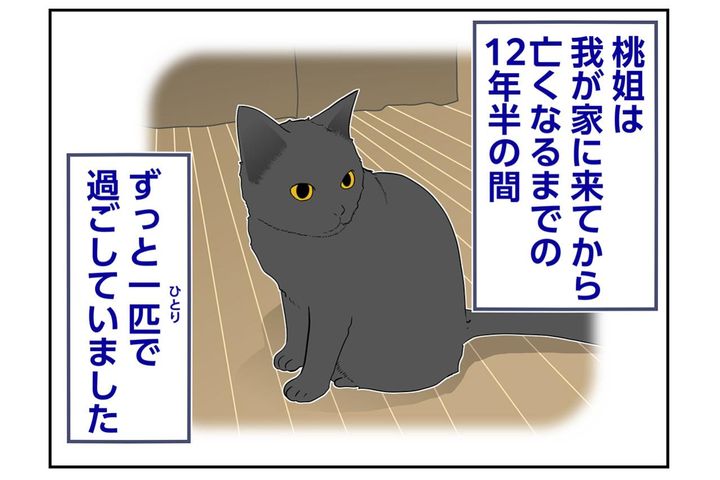 【マンガ・老猫日誌＃67】12年半おひとりさまで過ごした桃姐〜思い出の老猫日誌・桃姐と小論