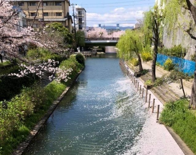桜と川
