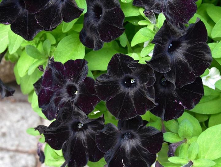 シックな花色の品種もある