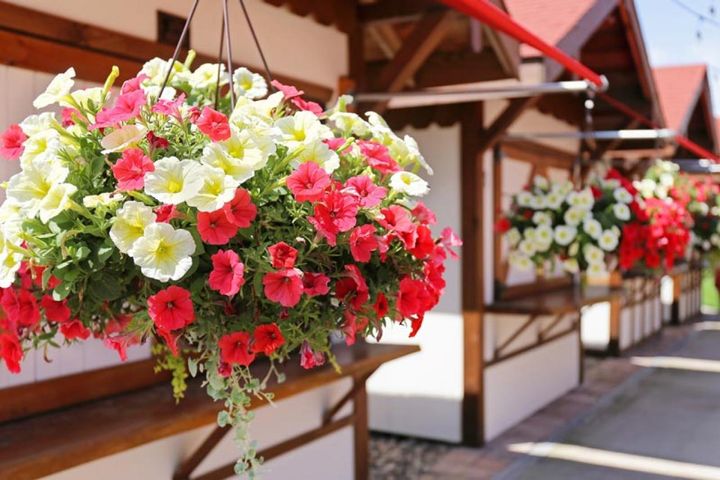 吊り鉢で華やかに