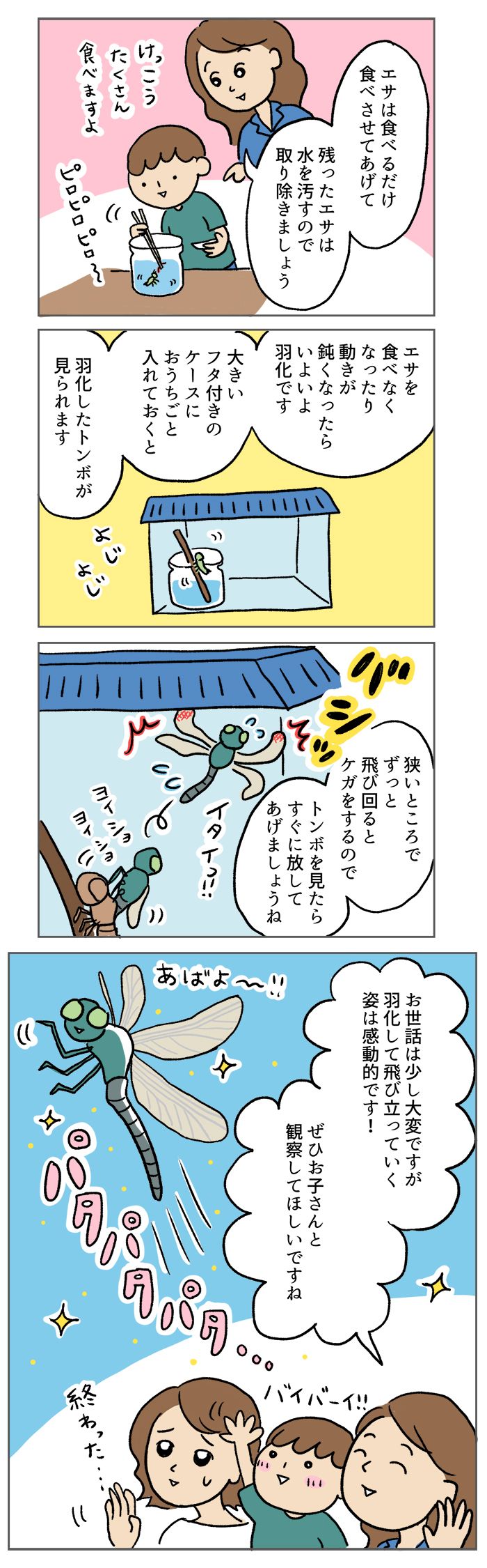 小学校のプール清掃で、ヤゴを持ち帰ってきた!? どうやって飼育したらいい？【マンガでわかる！おっかなびっくり飼育】の画像4