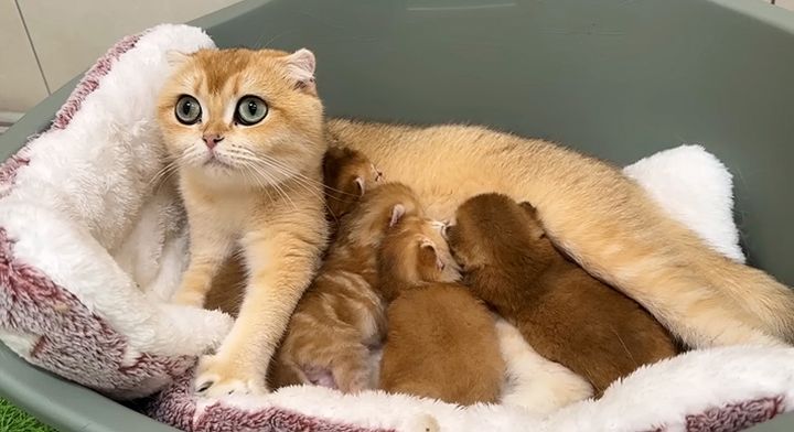 ミルクを飲む子猫達