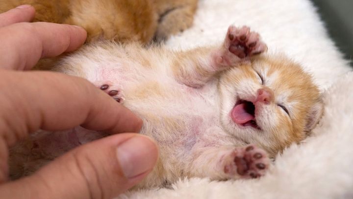 ナデナデされる子猫