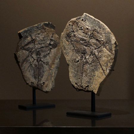 【東京都新宿区】博物館級の実物化石をアートとして提案・販売する「買える化石博物館 TOKYO」オープン