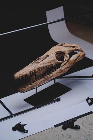 【東京都新宿区】博物館級の実物化石をアートとして提案・販売する「買える化石博物館 TOKYO」オープン