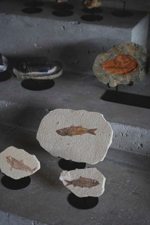 【東京都新宿区】博物館級の実物化石をアートとして提案・販売する「買える化石博物館 TOKYO」オープン