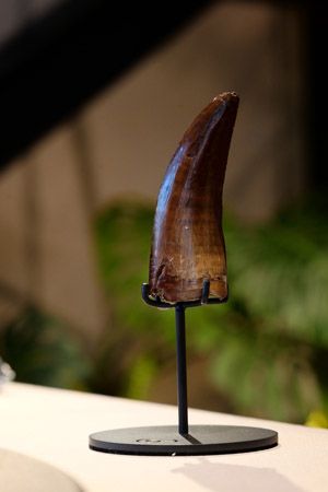 【東京都新宿区】博物館級の実物化石をアートとして提案・販売する「買える化石博物館 TOKYO」オープン