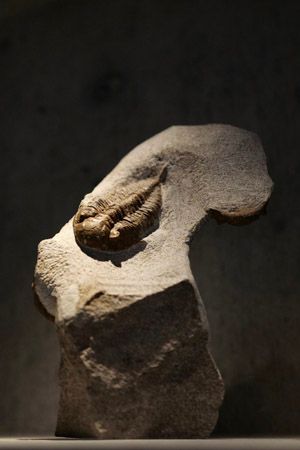 【東京都新宿区】博物館級の実物化石をアートとして提案・販売する「買える化石博物館 TOKYO」オープン