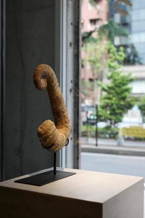 【東京都新宿区】博物館級の実物化石をアートとして提案・販売する「買える化石博物館 TOKYO」オープン