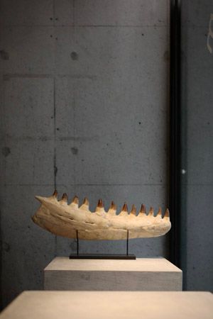 【東京都新宿区】博物館級の実物化石をアートとして提案・販売する「買える化石博物館 TOKYO」オープン