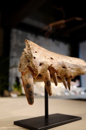 【東京都新宿区】博物館級の実物化石をアートとして提案・販売する「買える化石博物館 TOKYO」オープン
