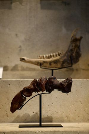 【東京都新宿区】博物館級の実物化石をアートとして提案・販売する「買える化石博物館 TOKYO」オープン