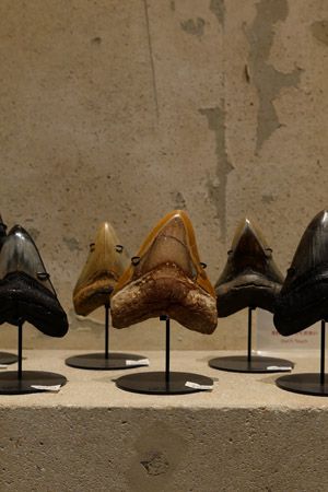 【東京都新宿区】博物館級の実物化石をアートとして提案・販売する「買える化石博物館 TOKYO」オープン