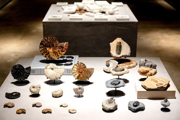 【東京都新宿区】博物館級の実物化石をアートとして提案・販売する「買える化石博物館 TOKYO」オープン