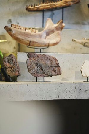 【東京都新宿区】博物館級の実物化石をアートとして提案・販売する「買える化石博物館 TOKYO」オープン
