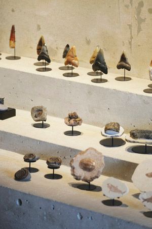 【東京都新宿区】博物館級の実物化石をアートとして提案・販売する「買える化石博物館 TOKYO」オープン