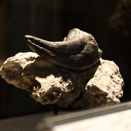 【東京都新宿区】博物館級の実物化石をアートとして提案・販売する「買える化石博物館 TOKYO」オープン