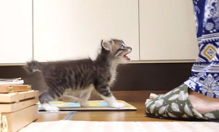 ミルクを要求する子猫