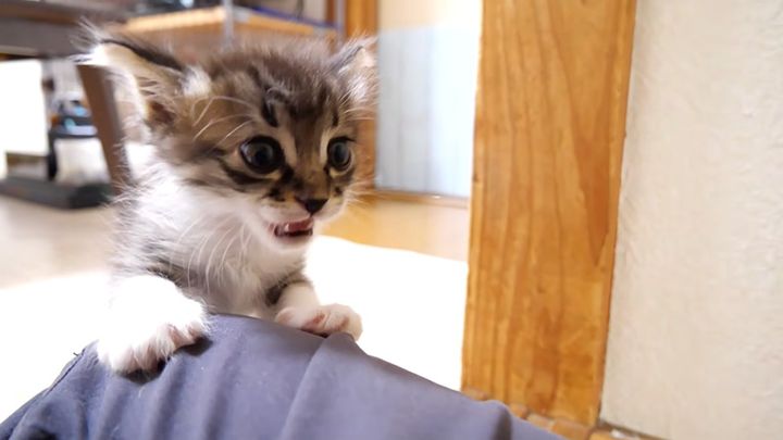 ミルクが飲みたい子猫