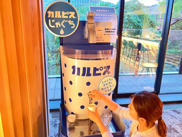 【神奈川県箱根町】箱根ホテル小涌園が、蛇口をひねってカルピスを楽しむ「カルピスじゃぐち」導入！