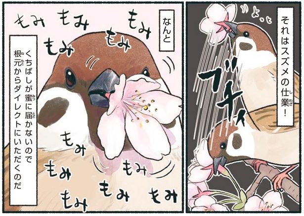 それはスズメの仕業！ （C）piro piro piccolo／KADOKAWA