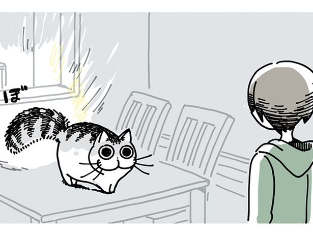 しっぽを膨らませている猫 （C）キュルZ／KADOKAWA