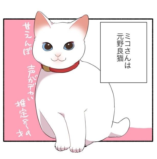 飼い猫の年齢がわからない話 久川はる(@hisakawa_haru)