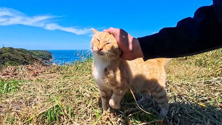 展望所でひとりで暮らす猫