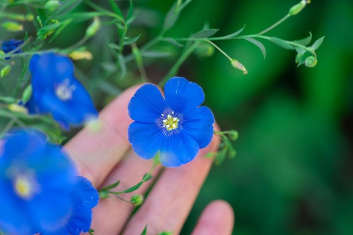 初夏に咲く青い花8選 草丈を生かして奥行きを楽しむ【ガーデニング】