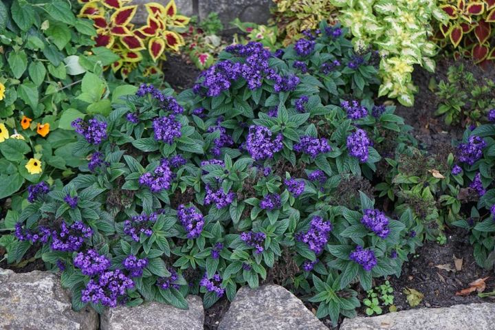 ヘリオトロープの反対色の植栽