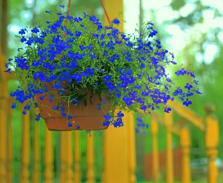 目の高さに飾られた草丈約15㎝のロベリア