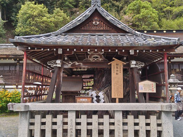 相生の松