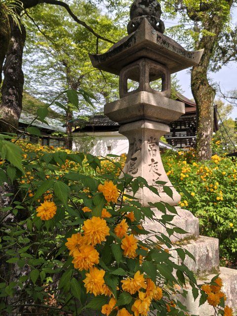 藤花 (308408)