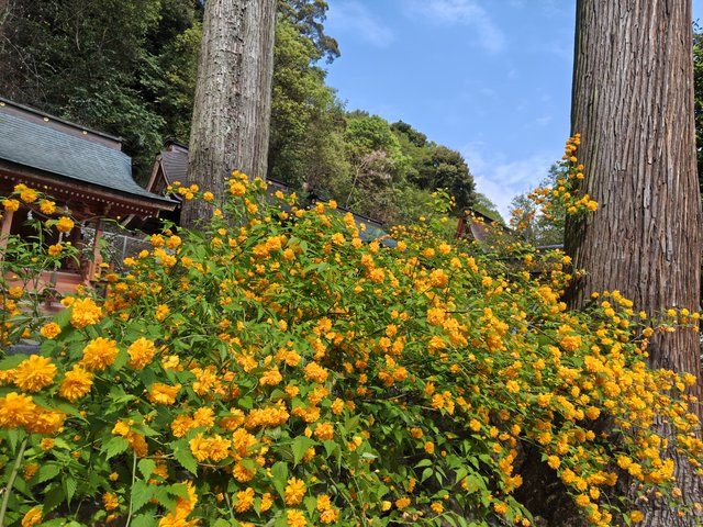 藤花 (308412)