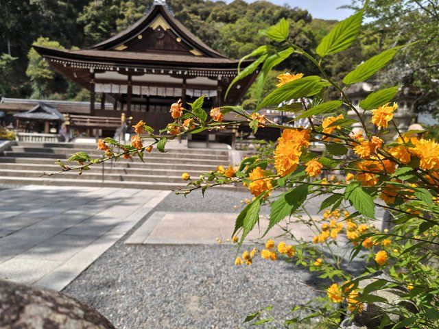藤花 (308413)