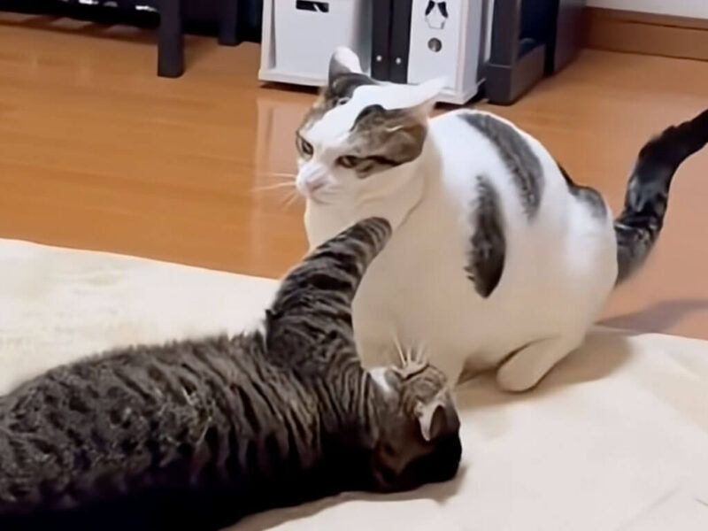 【577】猫パンチページ スキありー！」カメラに気を取られた猫さんに、お顔へちょこんと猫