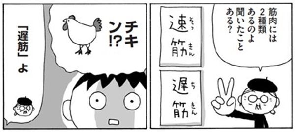 筋肉は2種類ある（速筋・遅筋）