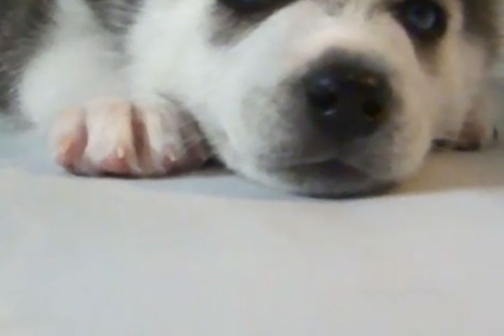 ぺたーんと前足を伸ばしてリラックスモード。この子犬の犬種は…！？