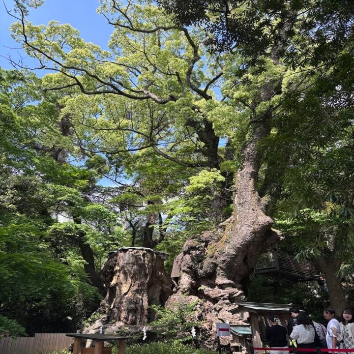 樹齢2000年を超える大楠