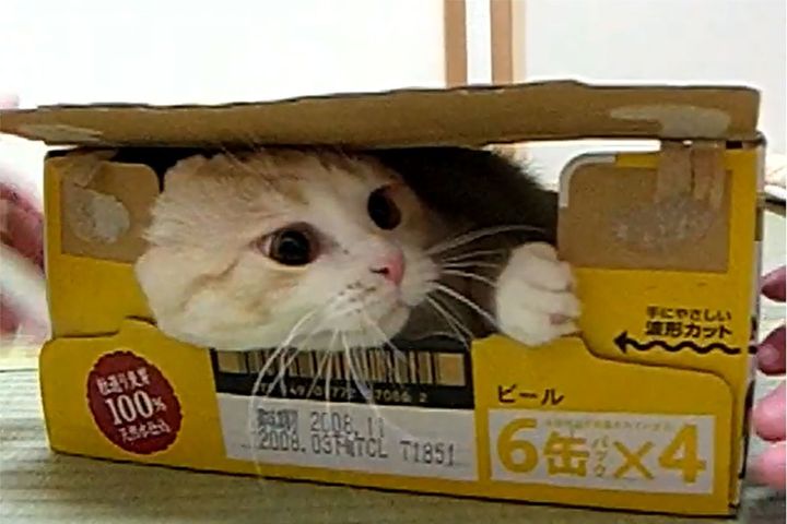 ビールの空き箱にすっぽり収まる猫ちゃん。画像からすでに「強い意志」を感じます！