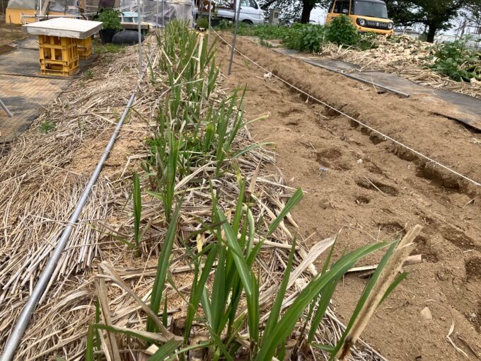 有機肥料にこだわったサトウキビ栽培