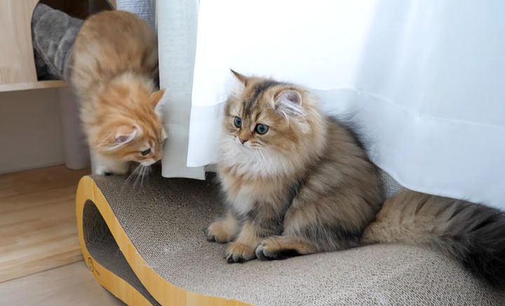 突然子猫の後ろから兄弟が現れた