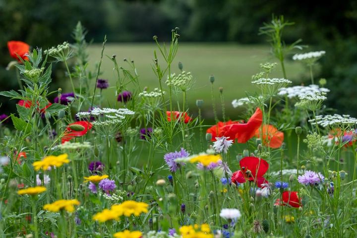 花が終わってもそのままでOK？こぼれダネで翌春また咲く草花8選
