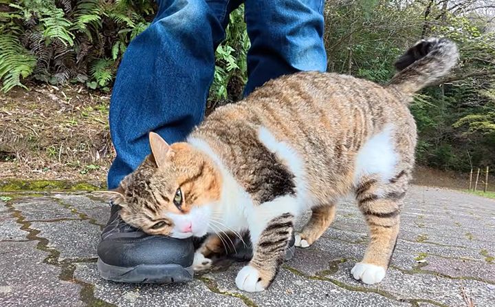 スリスリする猫
